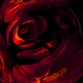 Deep Red Rose Petals Abstract Art Background Royalty Free Stock Photo