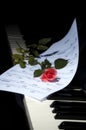 Deep Red Rose on Piano keys -vertical view Royalty Free Stock Photo