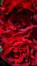 Deep red rose in sunlight with water droplets after rain. Royalty Free Stock Photo