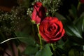 Deep red roses with baby breath