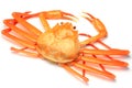 Deep red snow crab Royalty Free Stock Photo