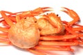 Deep red snow crab Royalty Free Stock Photo