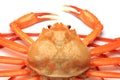 Deep red snow crab Royalty Free Stock Photo