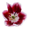 Deep red tulip petals