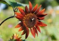 A deep red Velvet Queen sunflower in full bloom with a small bee on its dark central disk Royalty Free Stock Photo