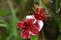 Deep Red and White Blossoms with many stamens Royalty Free Stock Photo