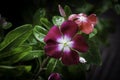 Deep Red and White Flower HD Image Dark green Background on the garden