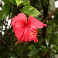 deep red wild hibiscus flower spotted in the forest Royalty Free Stock Photo