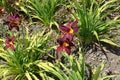 Deep red and yellow flowers of daylilies Royalty Free Stock Photo