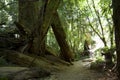 Deep redwood forest