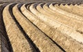 Large and deep, curved furrows in a potato field