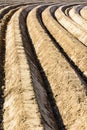 Large and deep, curved furrows in a potato field