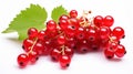 Luscious Currant: A Captivating Isolation