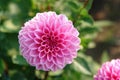 A deep rose pink with subtle light white edging dahlia flower of the `Sandra` variety (ball type) in full bloom in the