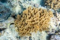 Deep Sea Coral Polyps, Marine Life On The Ocean Floor. Saltwater Creatures In a Coral Reef, Red Sea, Egypt