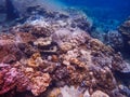 Deep sea and coral reef, colorful corals in ocean landscape Royalty Free Stock Photo