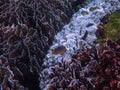 Deep sea and coral reef, colorful corals in ocean landscape