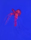 Pacific Sea Nettle at Toronto Aquarium Royalty Free Stock Photo