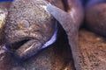 Deep-sea fish just caught with sand, colse up Royalty Free Stock Photo