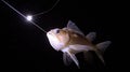 Deep sea fish lured by light, nighttime ocean research Royalty Free Stock Photo