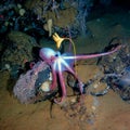 Deep-sea octopus in his own garden