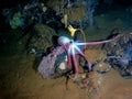 Deep-sea octopus in his own garden