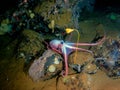 Deep-sea octopus in his own garden