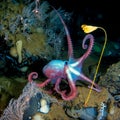 Deep-sea octopus in his own garden