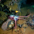 Deep-sea octopus in his own garden