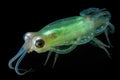deep-sea squid, its tentacles in attack mode and glowing green Royalty Free Stock Photo