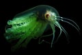 deep-sea squid, its tentacles in attack mode and glowing green Royalty Free Stock Photo