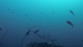 Deep Sea video of Pelagic Thresher Shark swimming around coral Underwater At Monad Shoal Malapascua Philippines Master