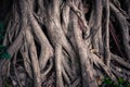 Deep Seated Roots of Banyan Tree