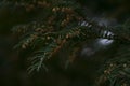 Deep shadows, green spruce branches background, macro photo Royalty Free Stock Photo