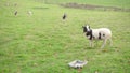 Deep Shot of a Pasture field with several bagot goats standing in the background, one full body goat on the foreground, and anothe