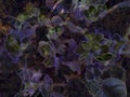 Deep Side Flower (style Gustav Klimt Symbolism) Royalty Free Stock Photo