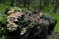 mushrooms on a tree stump Royalty Free Stock Photo