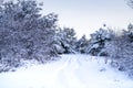 Deep snow with tire tracks leading into a forest