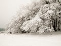Deep snowy trees