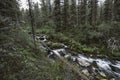 Deep conifer taiga forest, stream Royalty Free Stock Photo