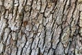 Deep textured natural tree bark angle view close-up