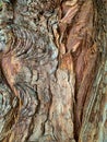 Deep textured redwood bark Royalty Free Stock Photo