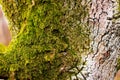 Deep textured tree bark covered with bright green moss