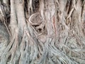Deep thick roots of big tree