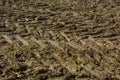 Deep tire tracks or wheel tracks on wet soil after harvest Royalty Free Stock Photo