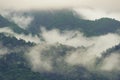 Deep tropical forest, canopy tree and fog