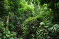 Deep tropical jungles background : Thailand Royalty Free Stock Photo