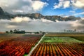 Hex River valley autumn vine leaves in orange, yellow and red colours during autumn time in South Africa. Royalty Free Stock Photo