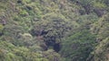 deep valley with rainforst at Oso Andino reserve, Ecuador