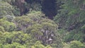 deep valley with rainforst at Oso Andino reserve, Ecuador